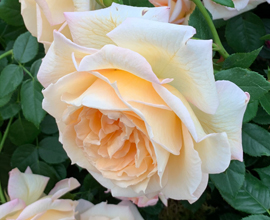 Peach image of beautiful rose